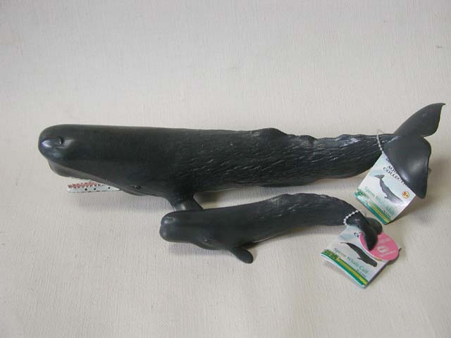 サメ・クジラ オーダー受付中＊ サメ・クジラ オーダー受付中＊